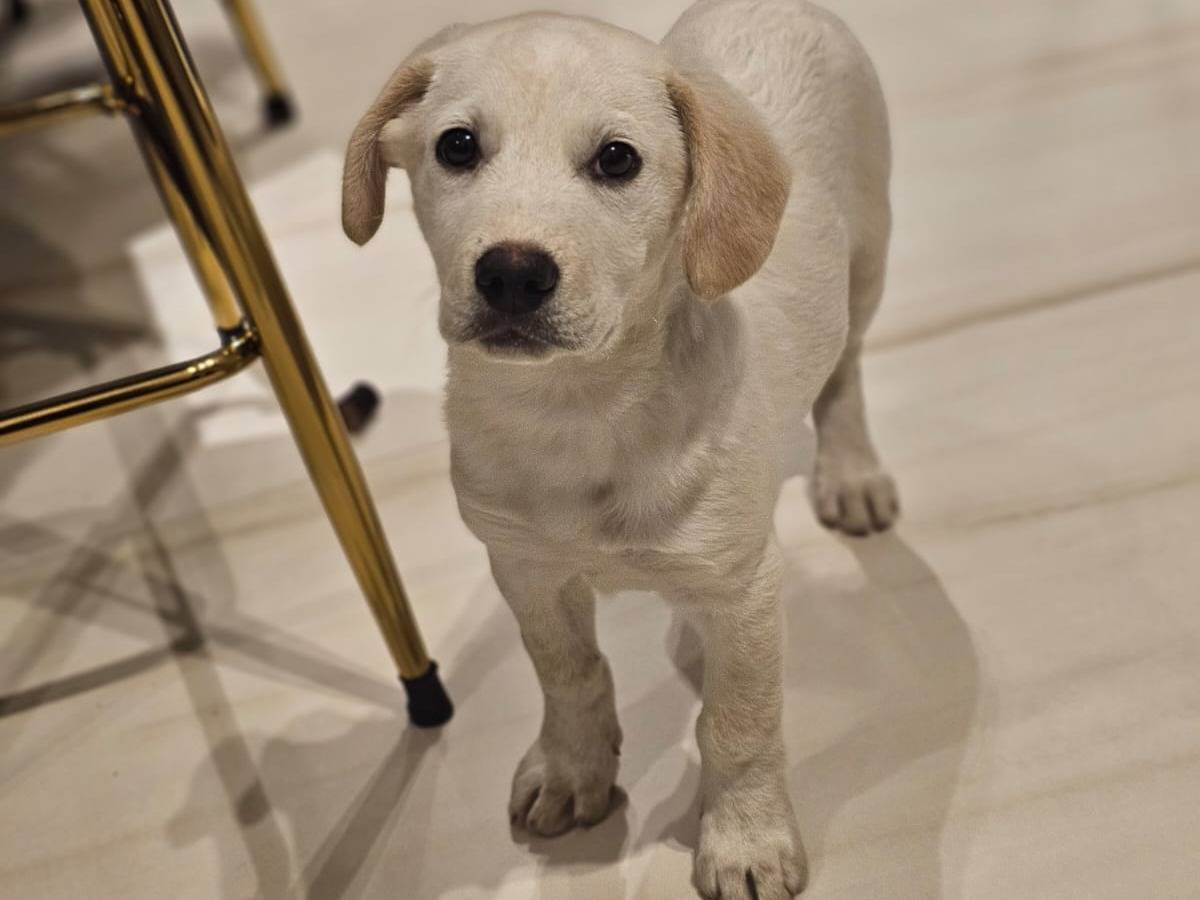 Adotta un cane, maschio, 2 mesi, Bergamo