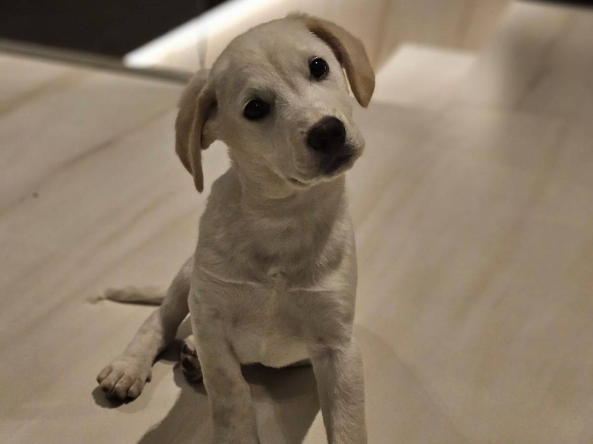 Vuoi adottare un cane a Bergamo?