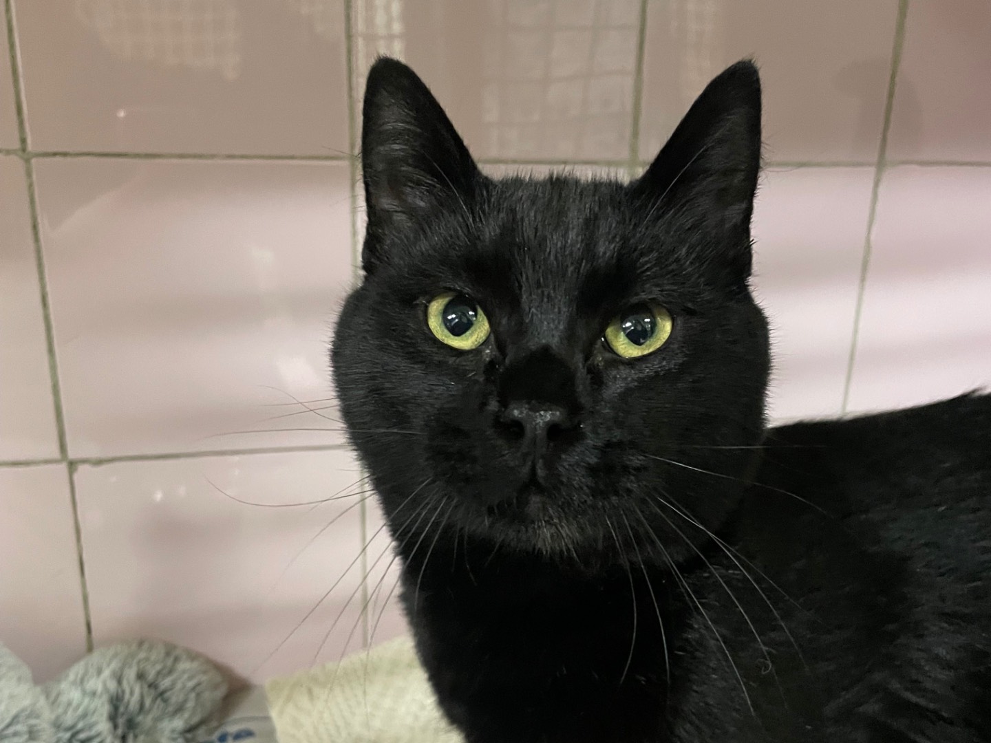 Adozione gatto, maschio, Razza sconosciuta Razza sconosciuta, 6 mesi, taglia non valida, Milano