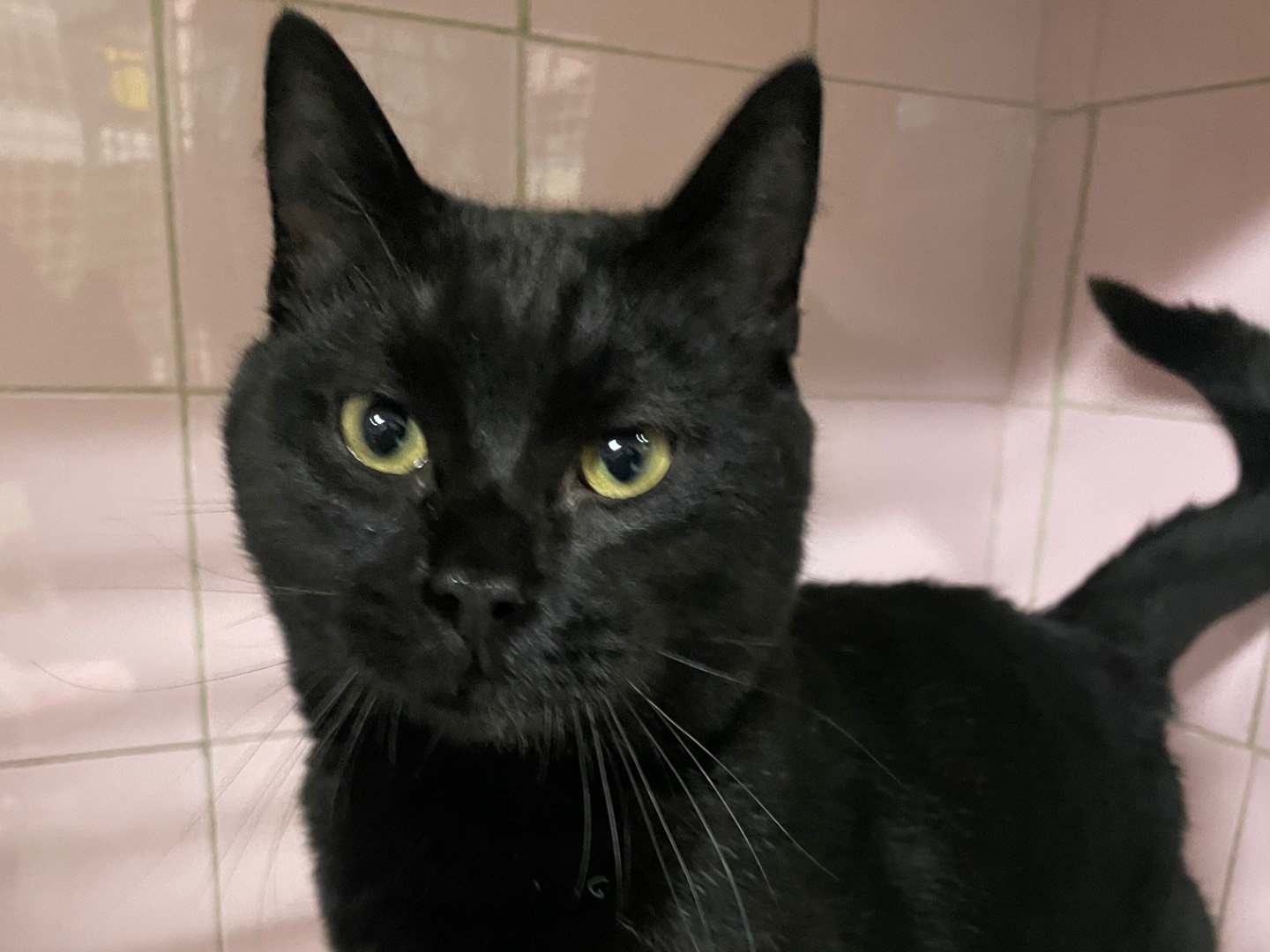 Adotta un gatto, maschio, 6 mesi, Milano