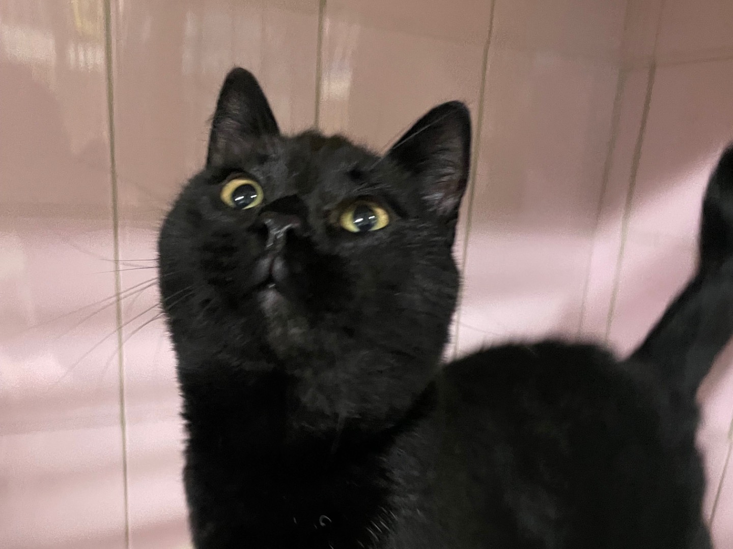 Vuoi adottare un gatto a Milano?