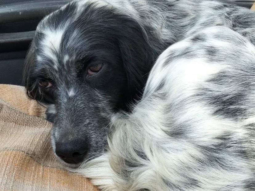 Adozione cane, femmina, Setter Inglese Razza sconosciuta, 1 anno e 5 mesi, taglia media, Avellino