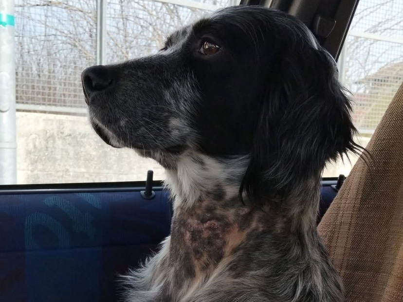 Adotta un cane, taglia media, femmina, Avellino