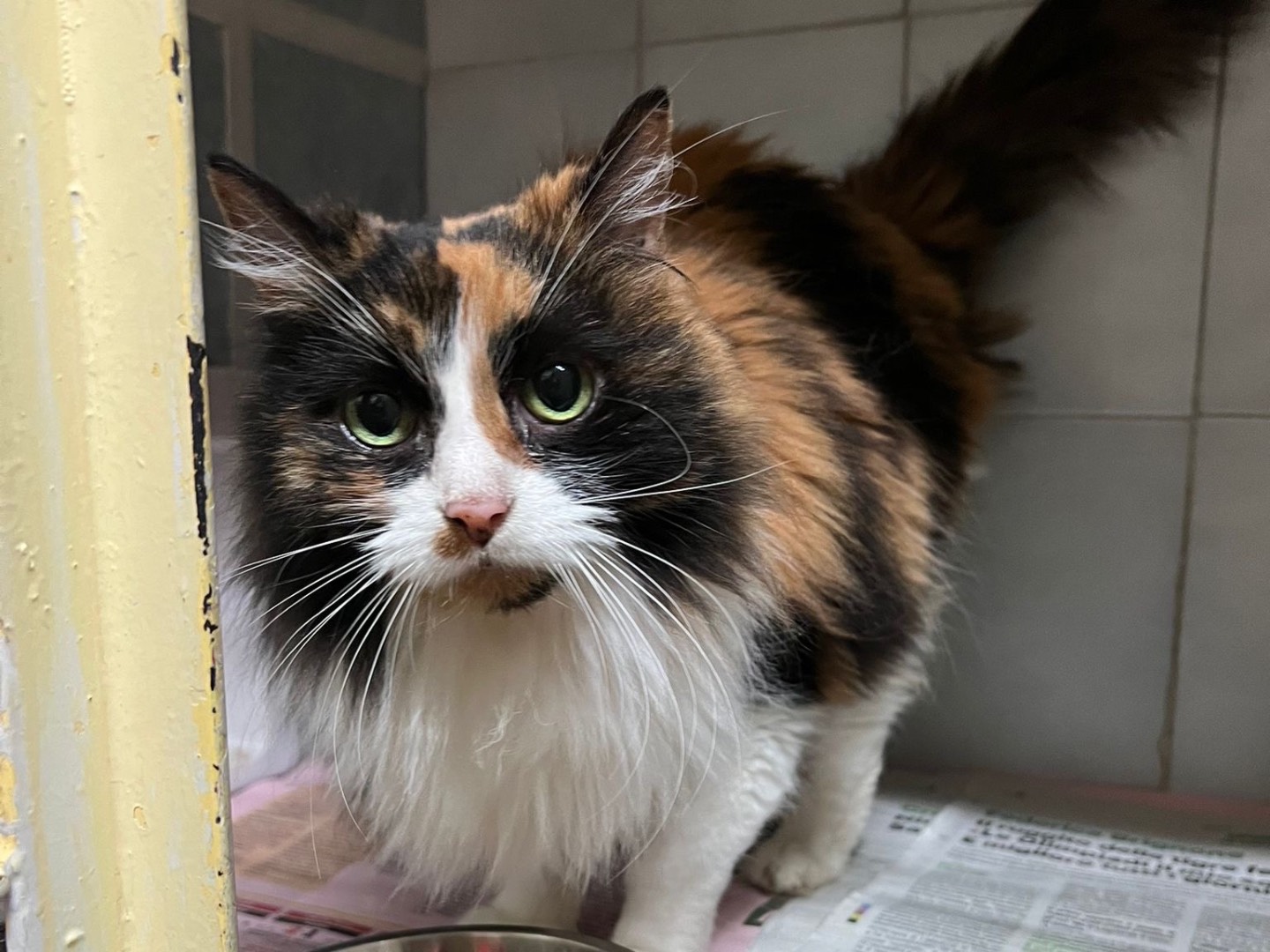 Adotta un gatto, femmina, 5 anni, Milano