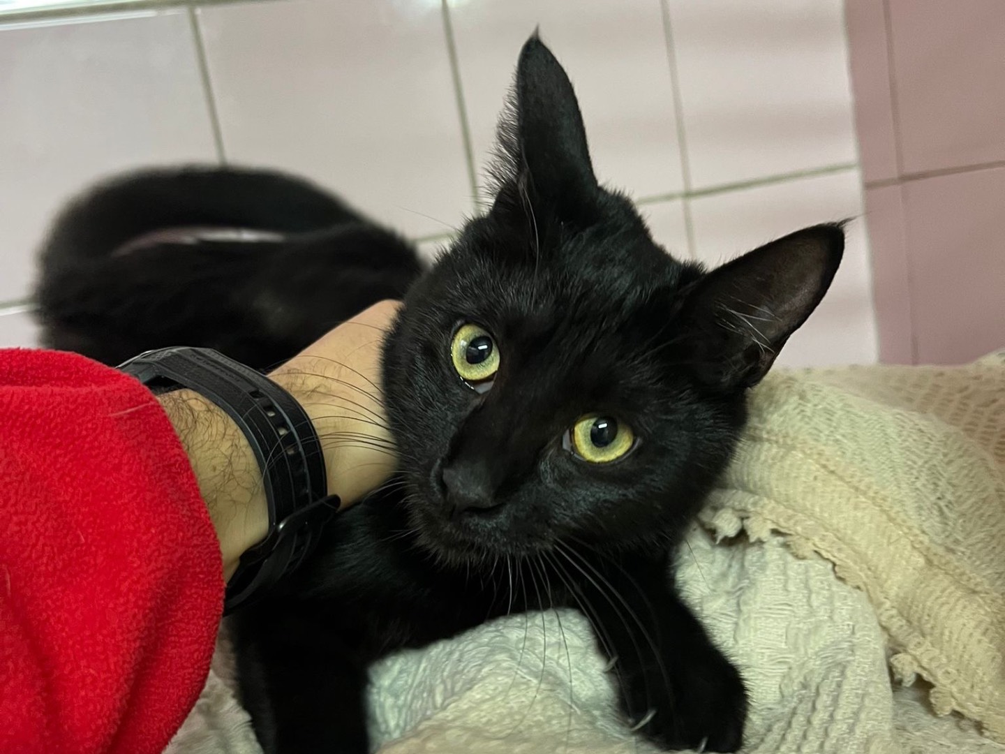 Adozione gatto, femmina, Razza sconosciuta Razza sconosciuta, 8 mesi, taglia non valida, Milano