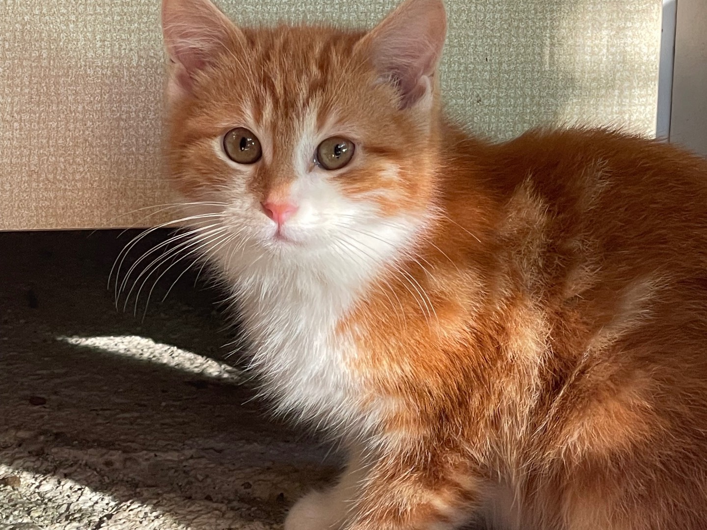 Adozione gatto, maschio, Razza sconosciuta Razza sconosciuta, 2 mesi, taglia non valida, Laquila