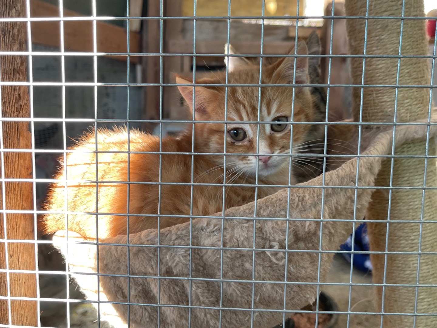 Adozione gatto, maschio, Razza sconosciuta Razza sconosciuta, 2 mesi, taglia non valida, Laquila