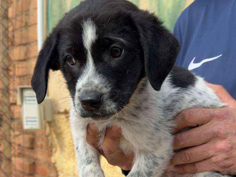 Adozione cane, femmina, Razza sconosciuta Razza sconosciuta, 2 mesi, taglia media, Trapani
