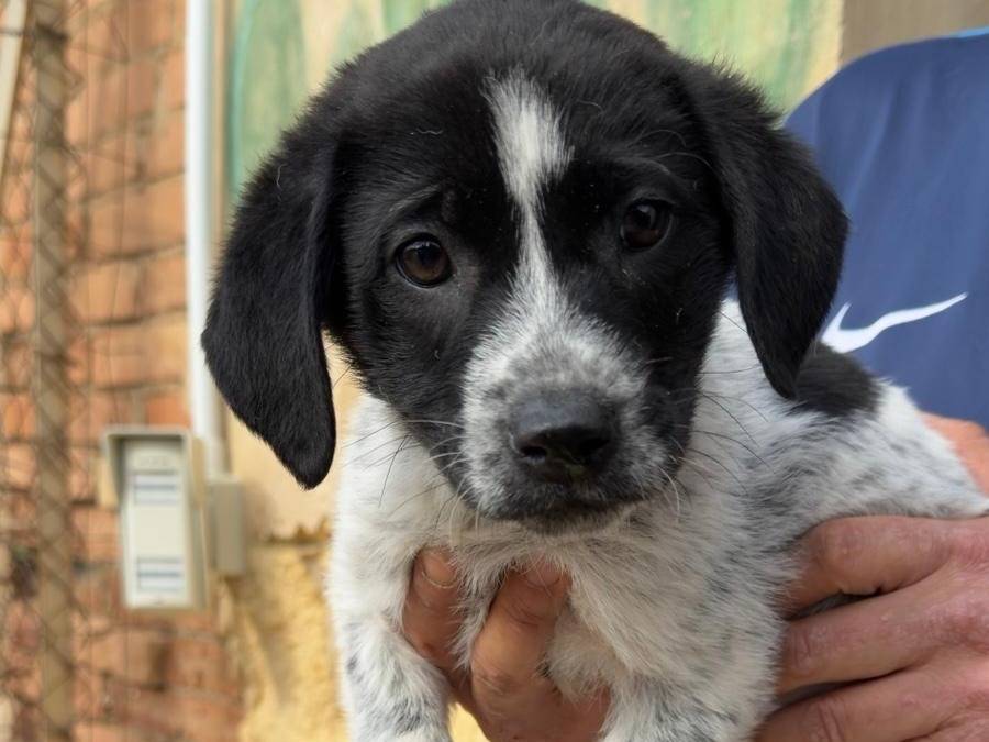 Adotta un cane, femmina, 2 mesi, Trapani