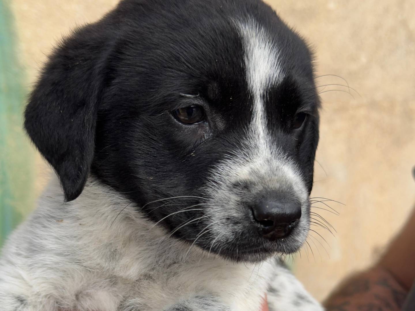 Vuoi adottare un cane a Trapani?