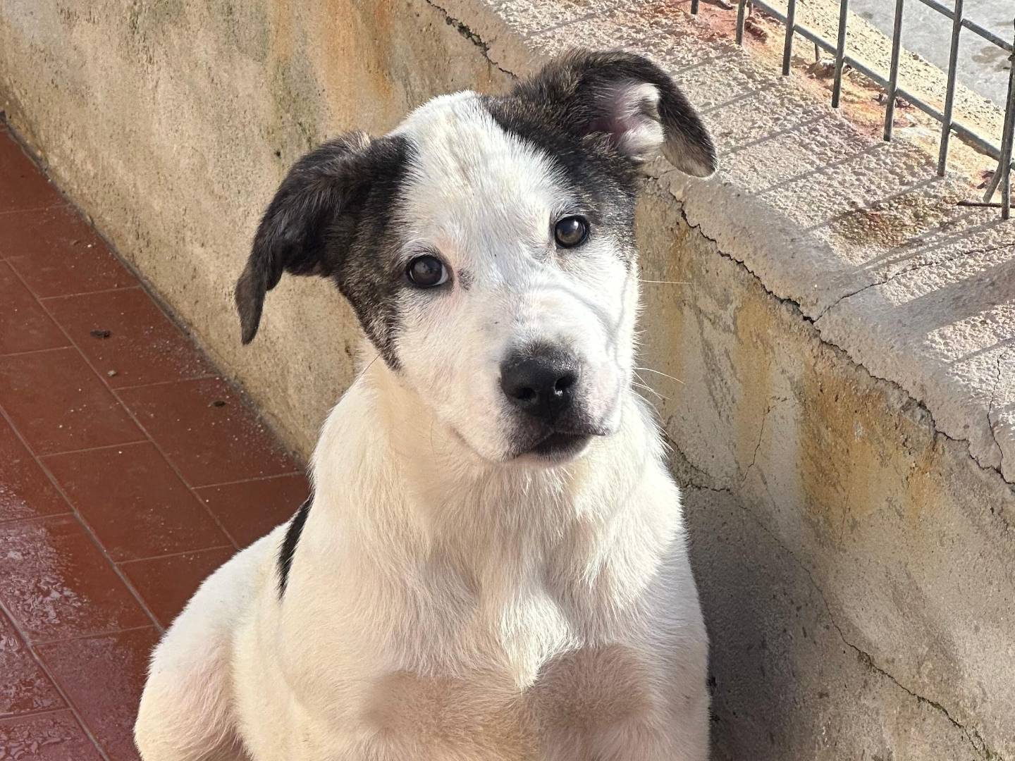 Adotta il cane Ink a Genova