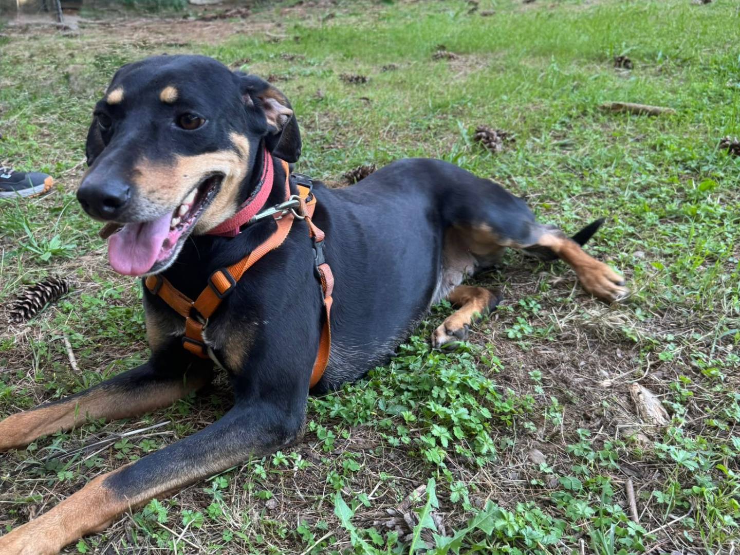 Vuoi adottare un cane a Milano?