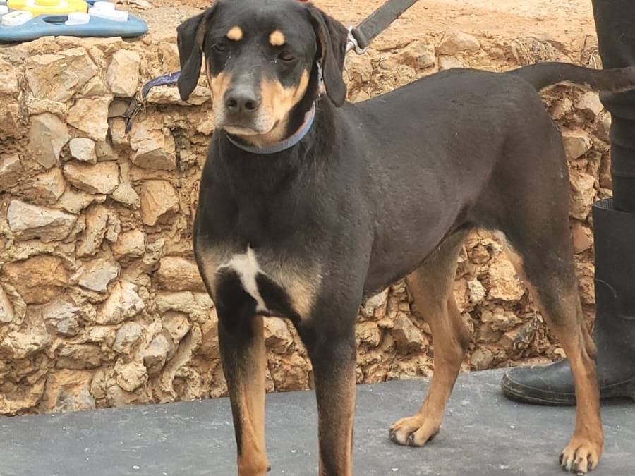 Adotta il cane SKYLAR a Milano