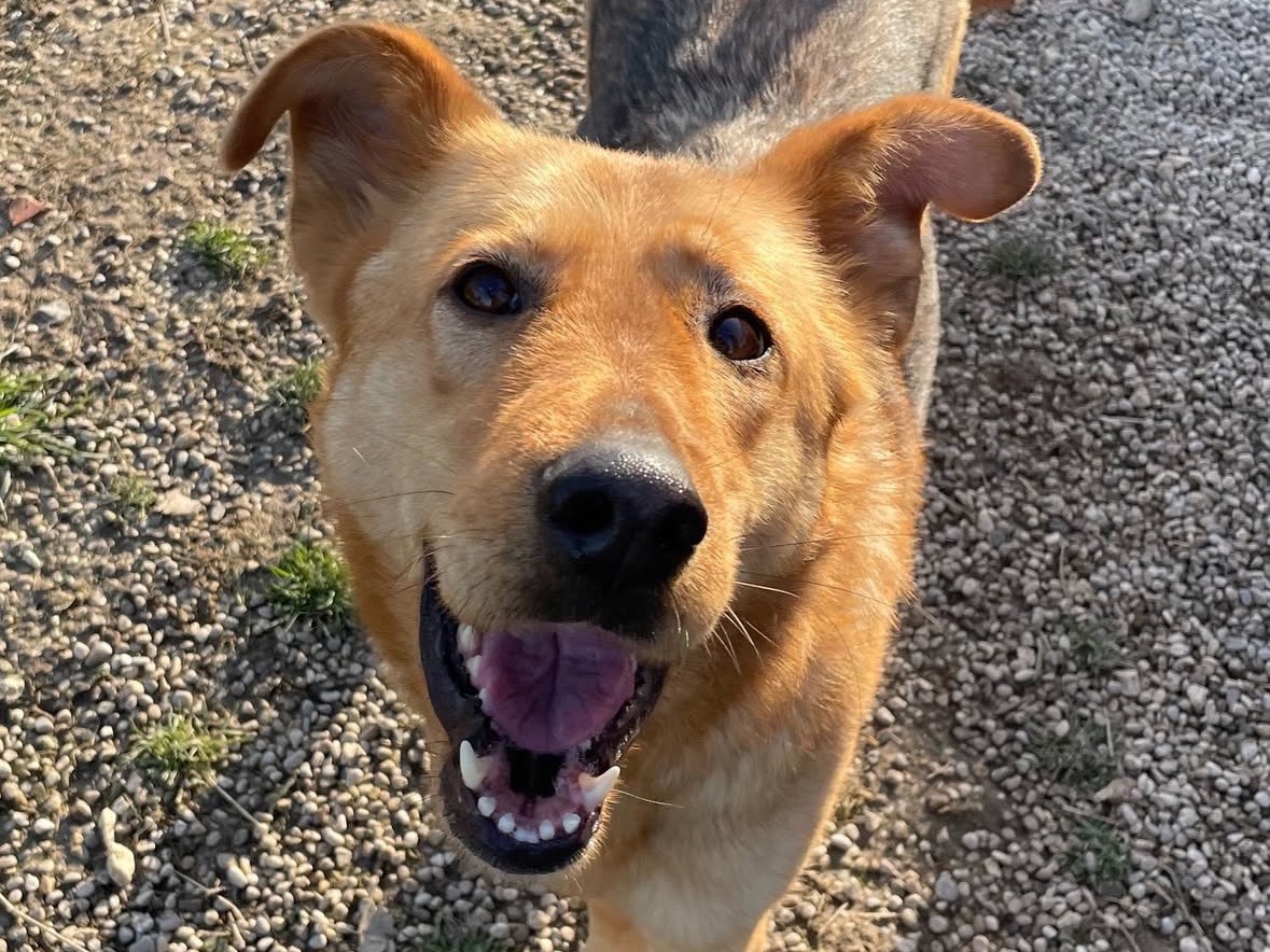 Adozione cane, femmina, Razza sconosciuta Razza sconosciuta, 3 anni e 2 mesi, taglia media, Treviso