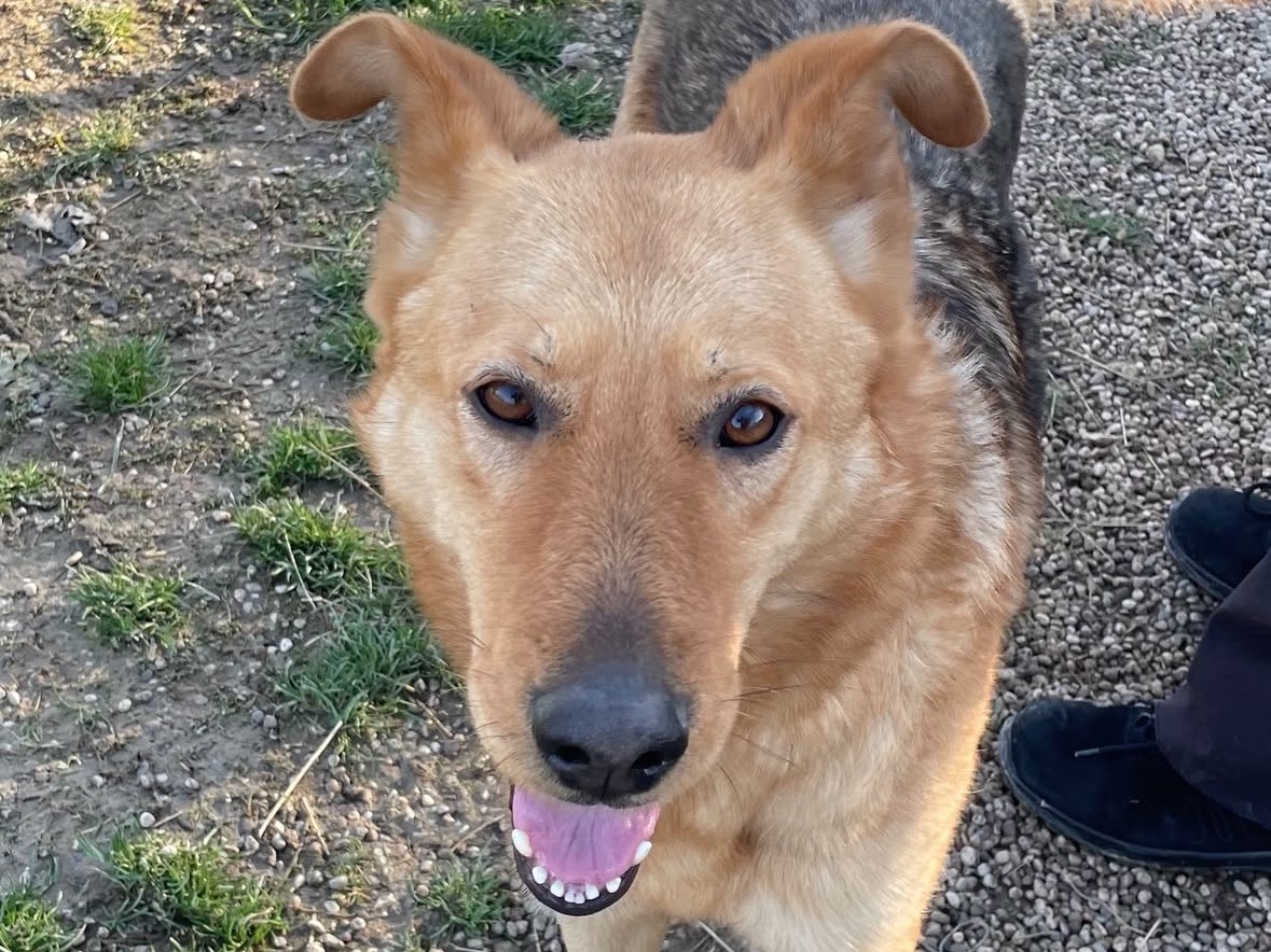 Adotta un cane, femmina, 3 anni e 2 mesi, Treviso