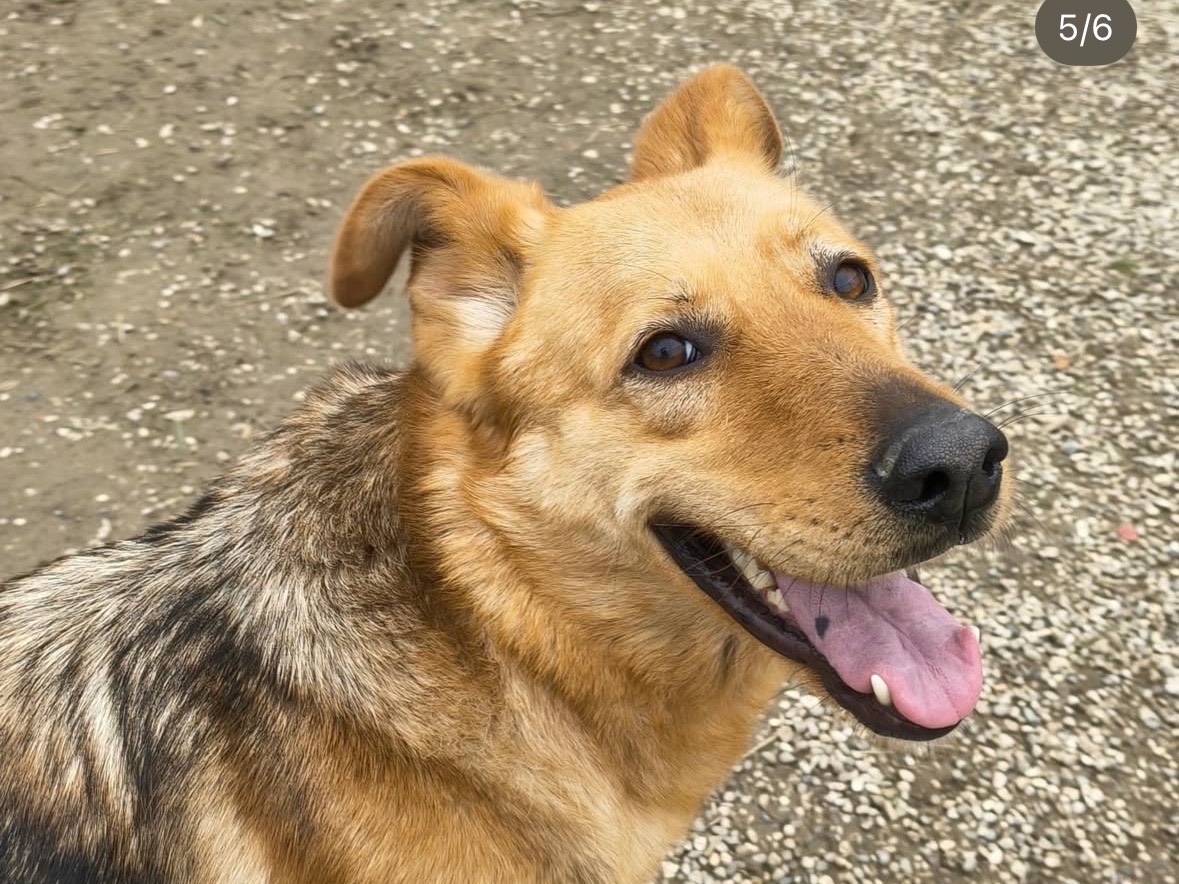 Adotta un cane, taglia media, femmina, Treviso