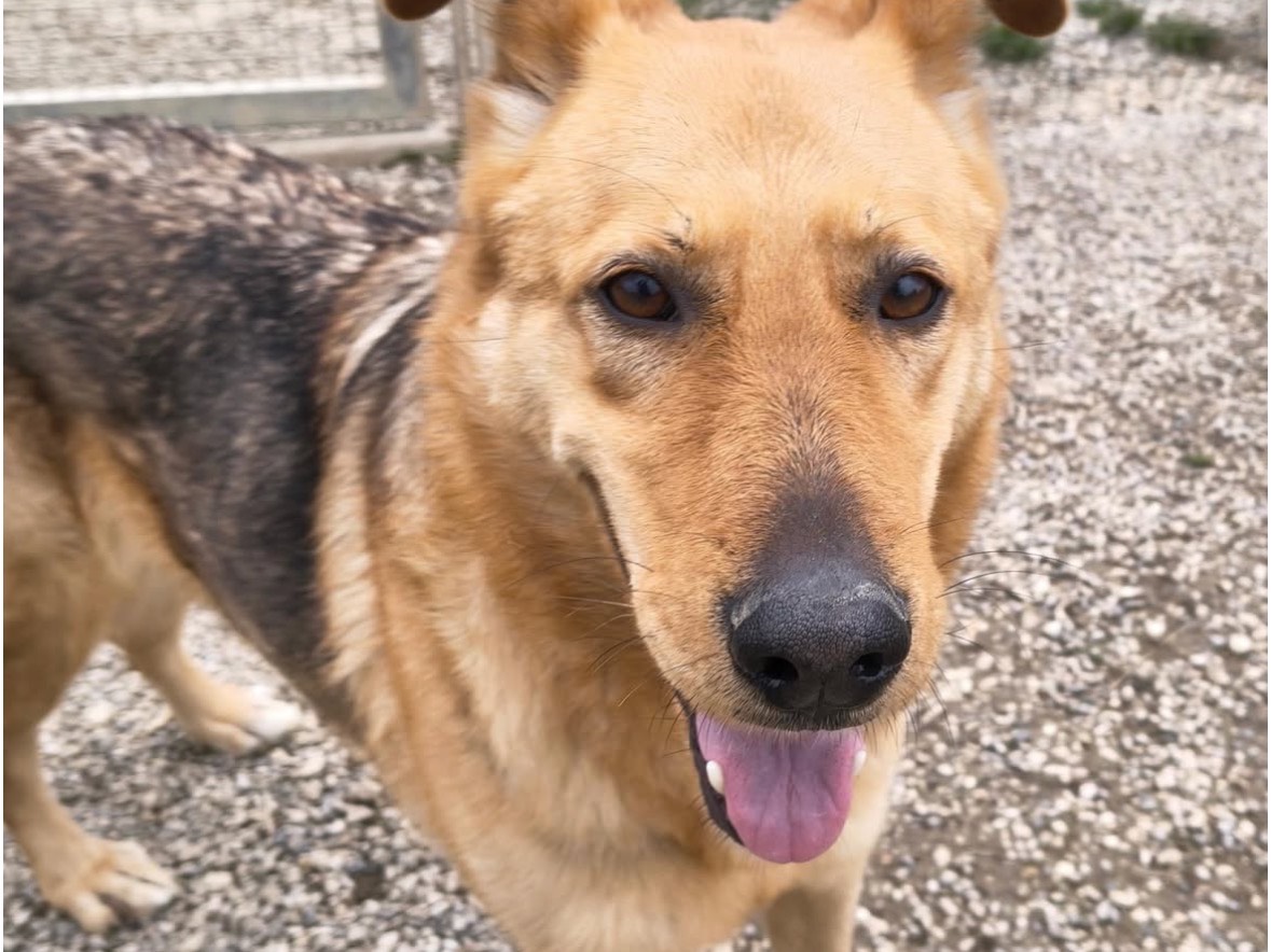 Vuoi adottare un cane a Treviso?