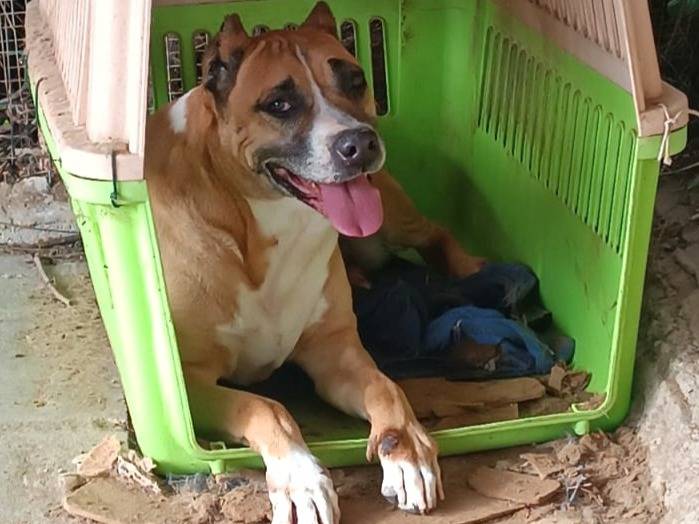 Adozione cane, femmina, Razza sconosciuta Razza sconosciuta, 8 anni, taglia media, Milano