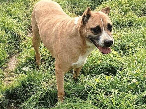 Adotta un cane, femmina, 8 anni, Milano