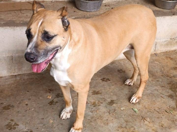 Vuoi adottare un cane a Milano?