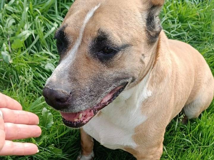 Adotta il cane UNA FAMIGLIA PER AKIRA a Milano