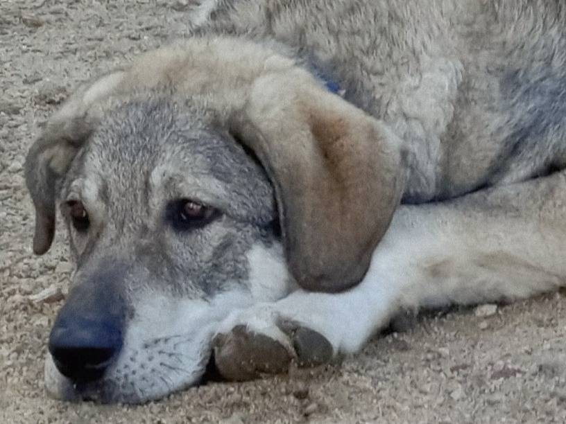 Adozione cane, maschio, Razza sconosciuta Razza sconosciuta, 9 mesi, taglia grande, Milano