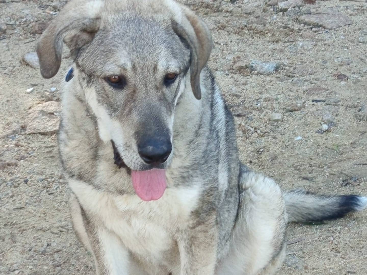 Adotta un cane, maschio, 9 mesi, Milano