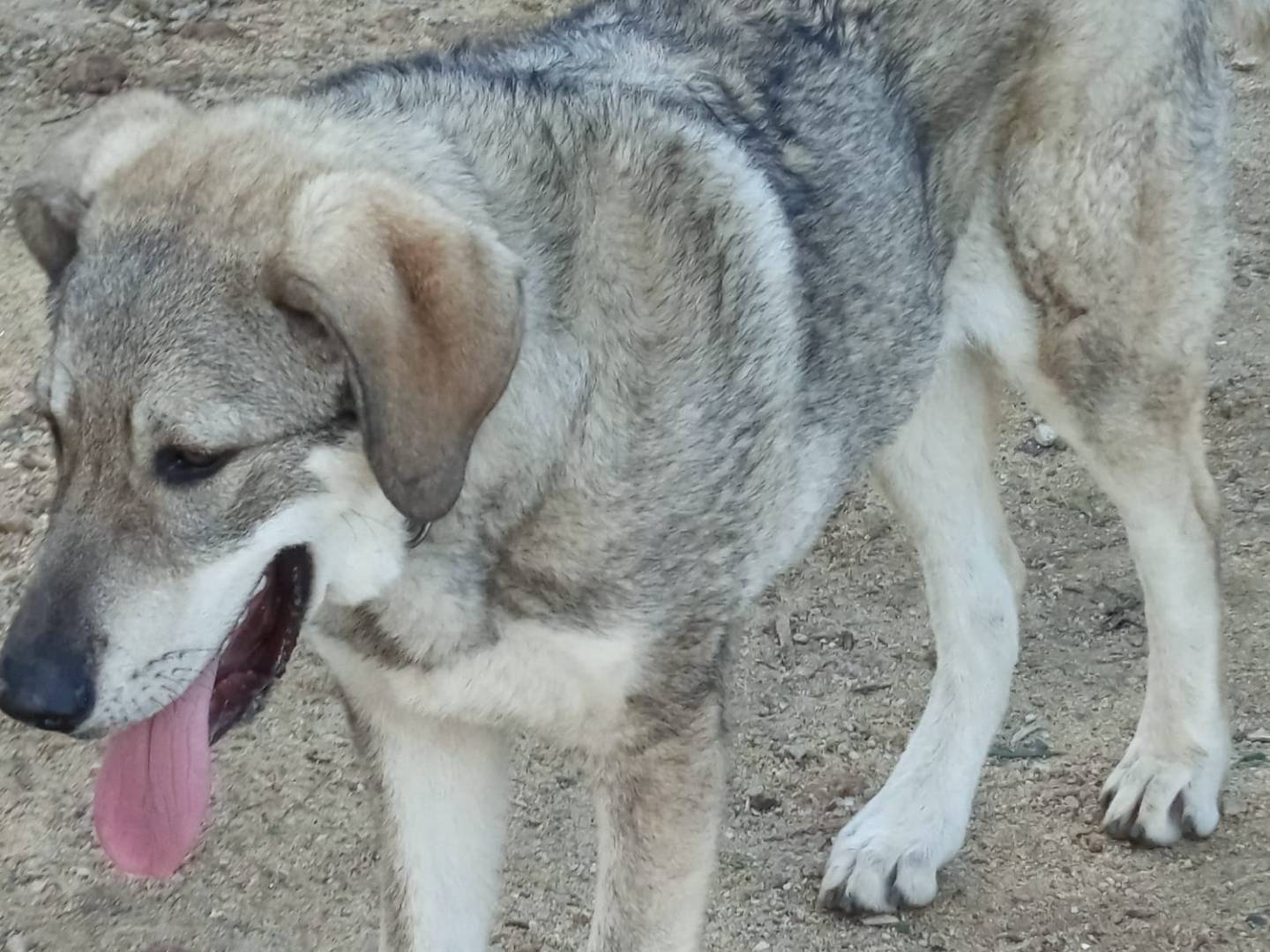 Vuoi adottare un cane a Milano?