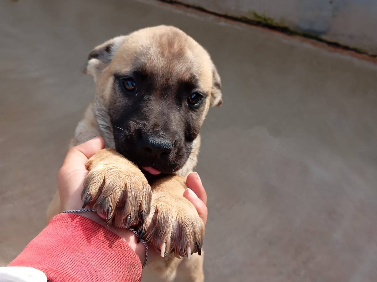 Adozione cane, femmina, Pitbull Razza sconosciuta, 2 mesi, taglia media, Caserta