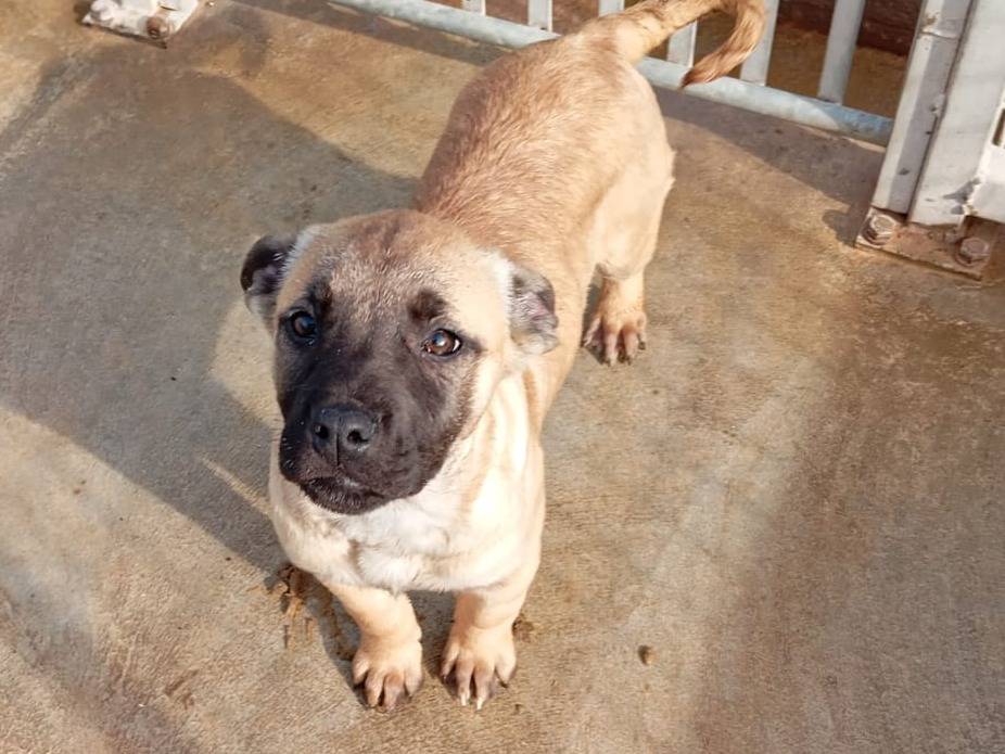 Adotta un cane, femmina, 2 mesi, Caserta