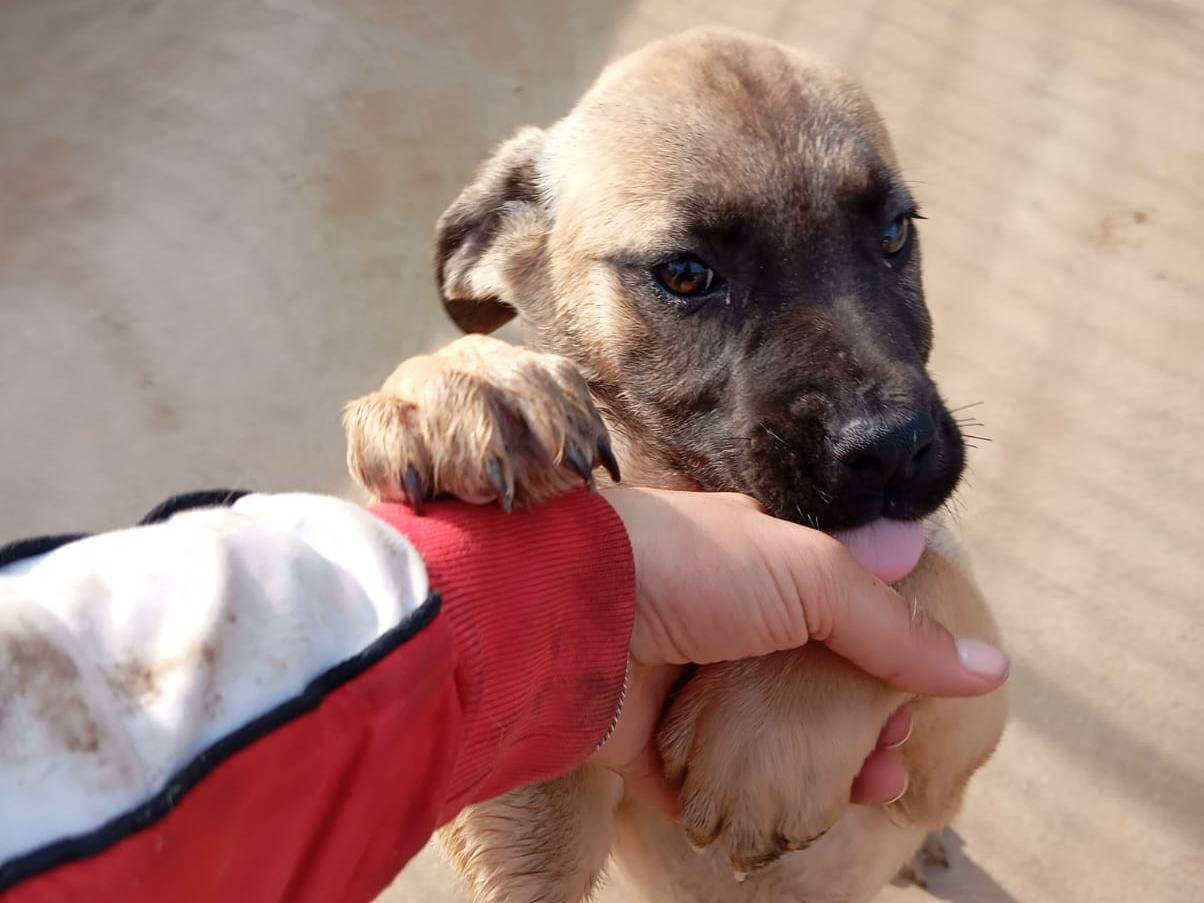 Vuoi adottare un cane a Caserta?
