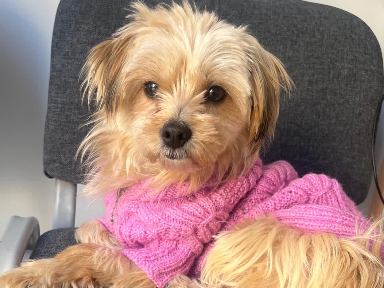 Adozione cane, femmina, Yorkshire Terrier Razza sconosciuta, 2 anni e 7 mesi, taglia piccola, Milano