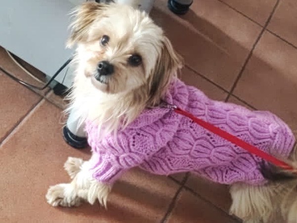 Adotta un cane, femmina, 2 anni e 7 mesi, Milano