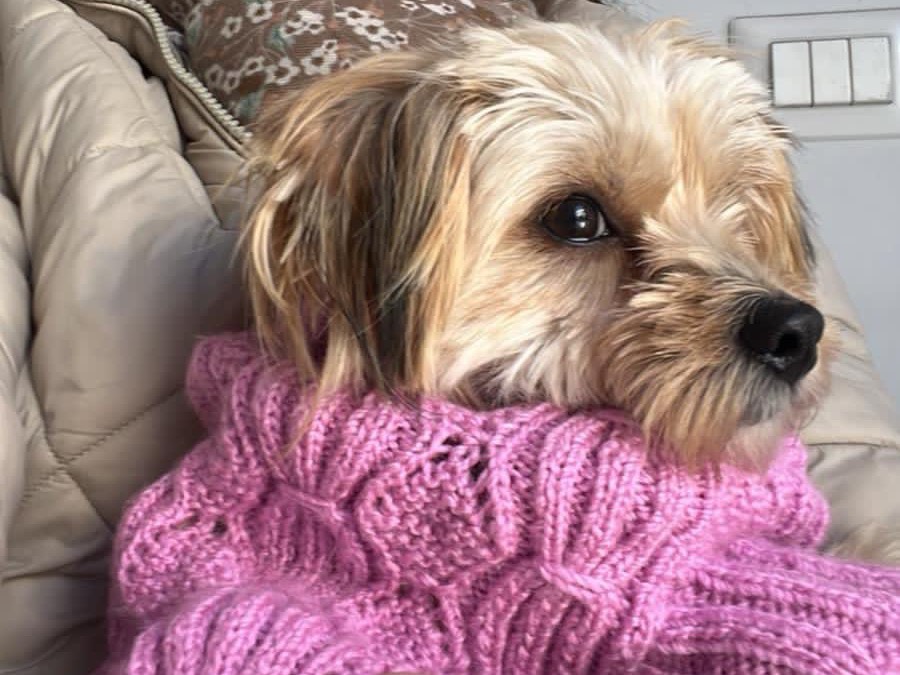 Adotta un cane, taglia piccola, femmina, Milano