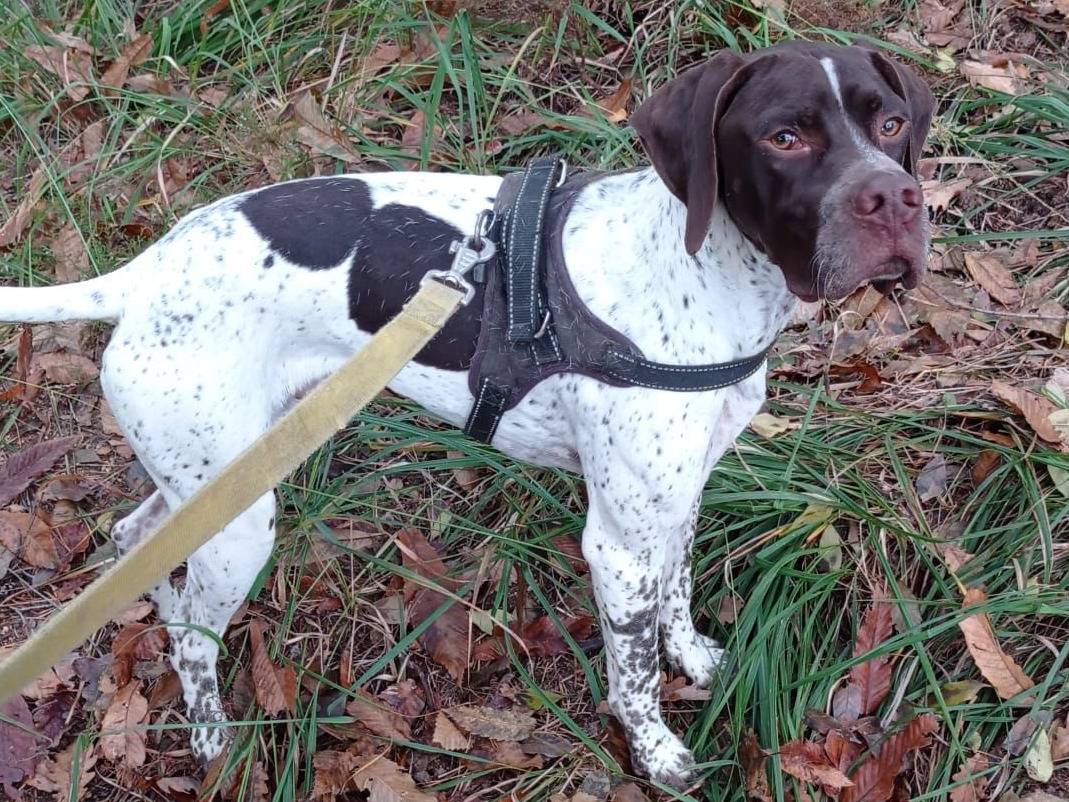 Adozione cane, maschio, Pointer Razza sconosciuta, 1 anno e 3 mesi, taglia media, Biella