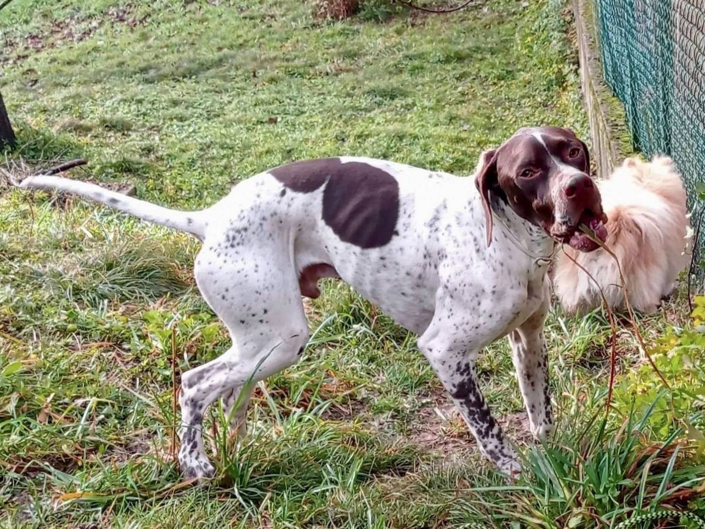 Adotta un cane, maschio, 1 anno e 3 mesi, Biella