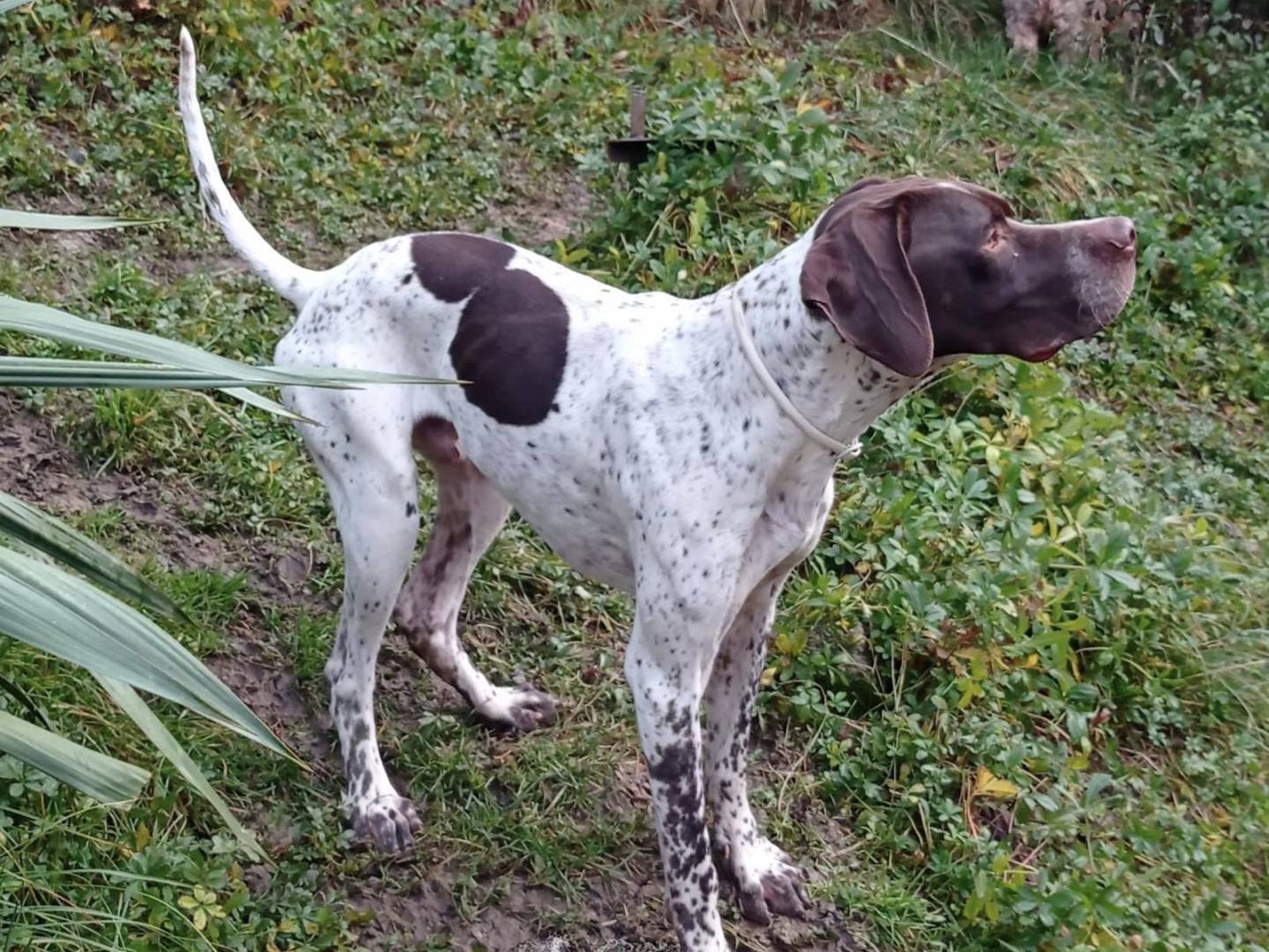 Adotta un cane, taglia media, maschio, Biella
