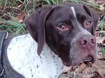 Vuoi adottare un cane a Biella?