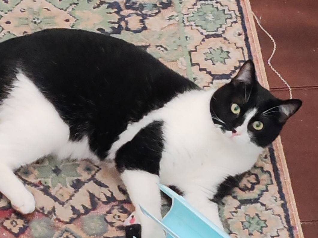 Adozione gatto, maschio, Razza sconosciuta Razza sconosciuta, 7 mesi, taglia non valida, Pisa