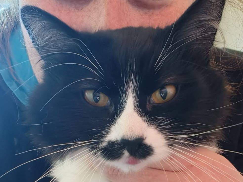 Adozione gatto, femmina, Razza sconosciuta Razza sconosciuta, 1 anno, taglia non valida, Pisa
