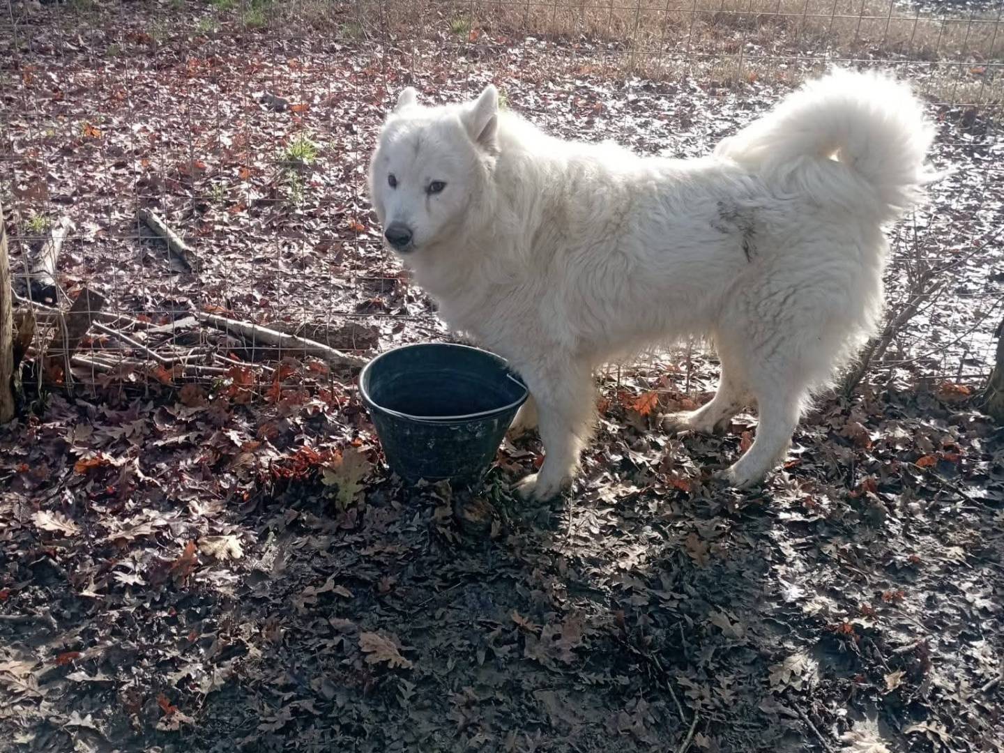 Adozione cane, maschio, Pastore maremmano Pastore svizzero, 3 anni e 8 mesi, taglia media, Viterbo