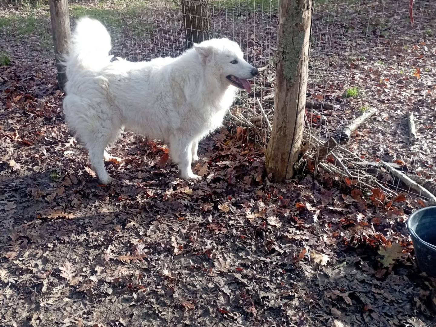 Adotta un cane, maschio, 3 anni e 8 mesi, Viterbo