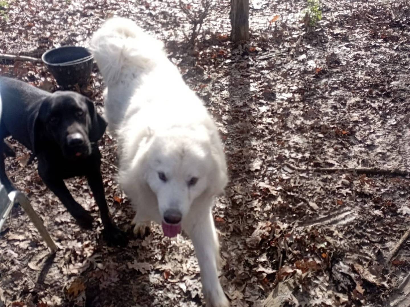 Adotta un cane, taglia media, maschio, Viterbo