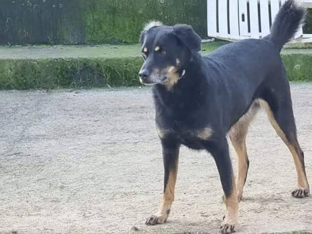 Adozione cane, maschio, Razza sconosciuta Razza sconosciuta, 7 anni e 4 mesi, taglia media, Latina