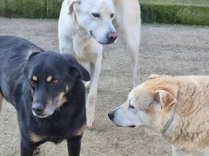 Adotta un cane, maschio, 7 anni e 4 mesi, Latina