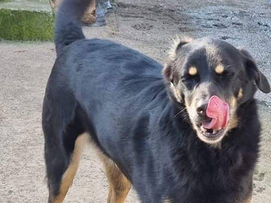 Adotta un cane, taglia media, maschio, Latina