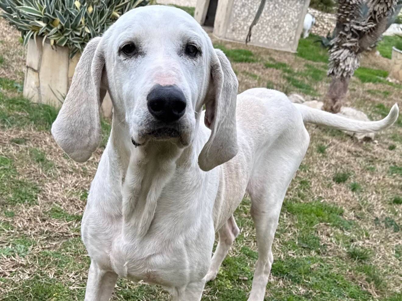 Adozione cane, maschio, Segugio Razza sconosciuta, 7 anni e 4 mesi, taglia media, Matera