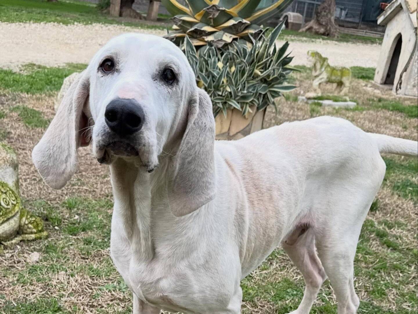Adotta un cane, maschio, 7 anni e 4 mesi, Matera
