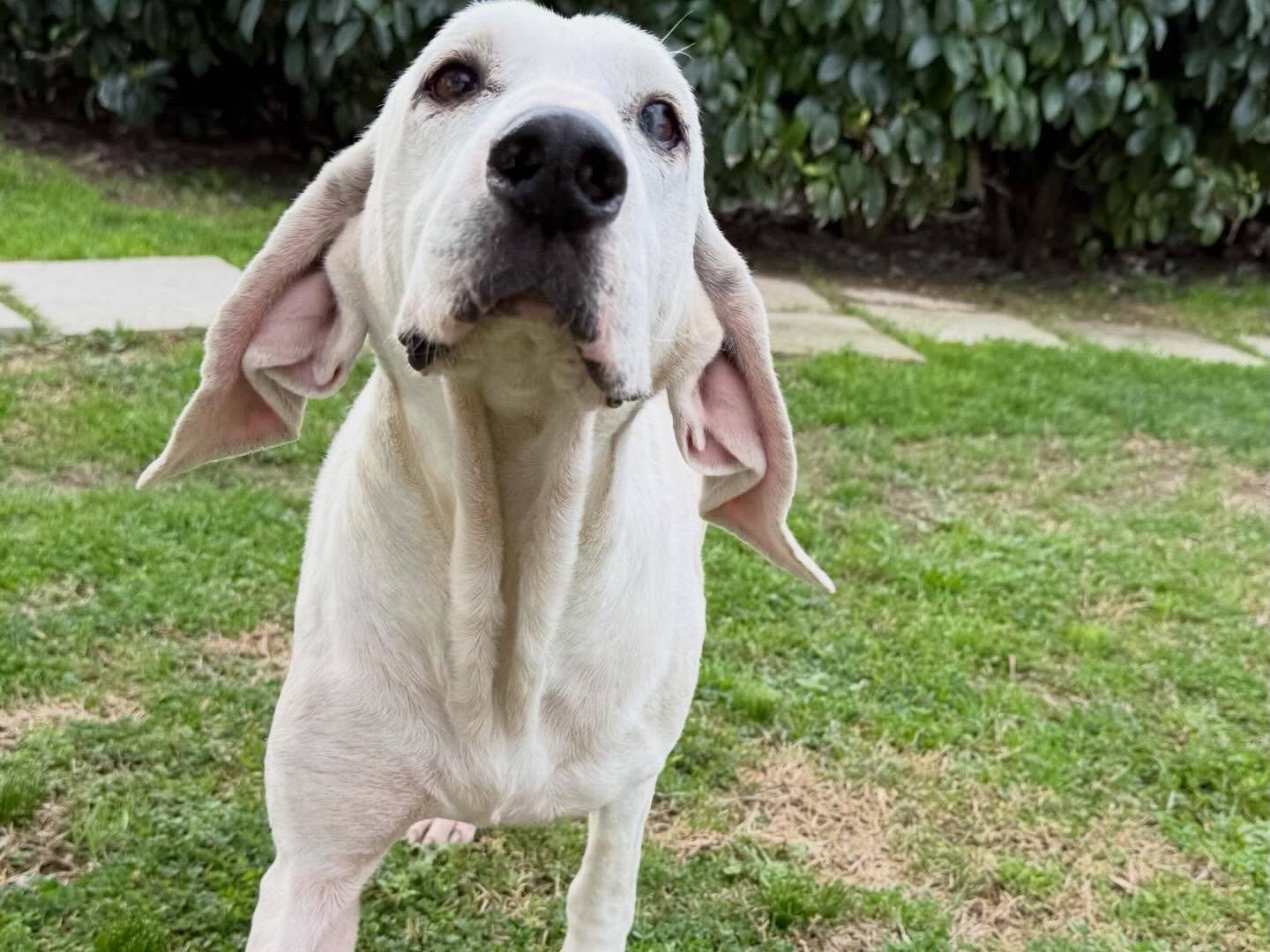 Vuoi adottare un cane a Matera?