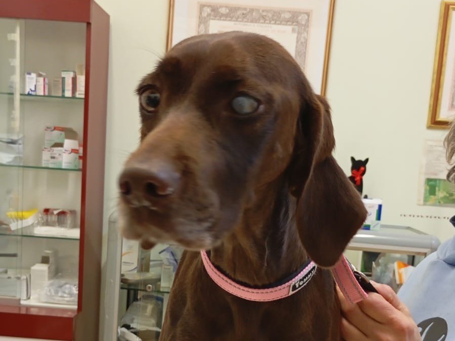 Adotta un cane, taglia media contenuta, femmina, Genova